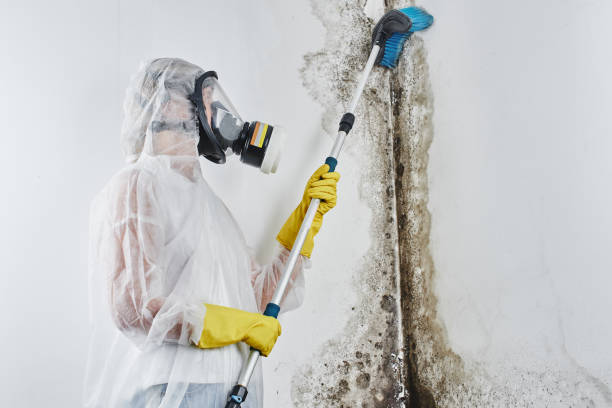 Best Crawl Space Mold Removal  in Fellsburg, PA
