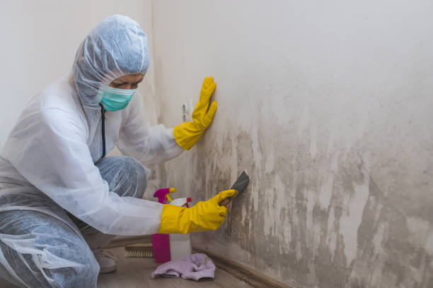 Attic Mold Removal in Fellsburg, PA