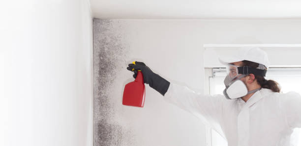 Best Professional Mold Removal  in Fellsburg, PA