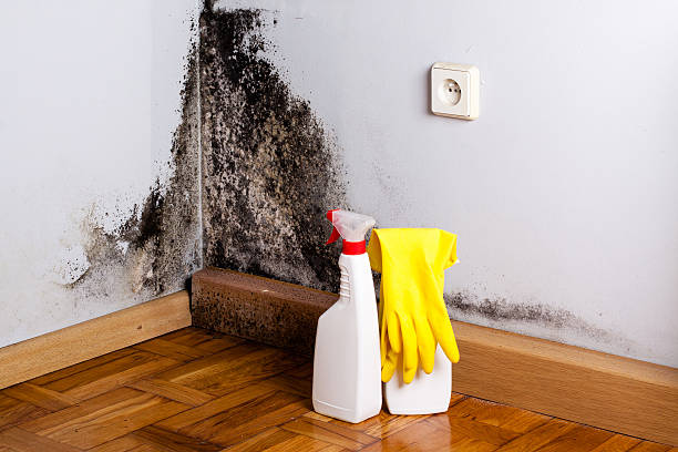 Professional Mold Removal in Fellsburg, PA