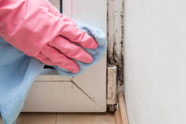 Best Attic Mold Removal  in Fellsburg, PA
