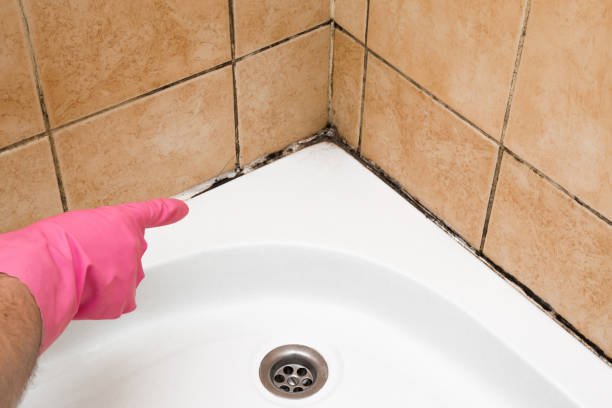 Best Fast Mold Removal  in Fellsburg, PA